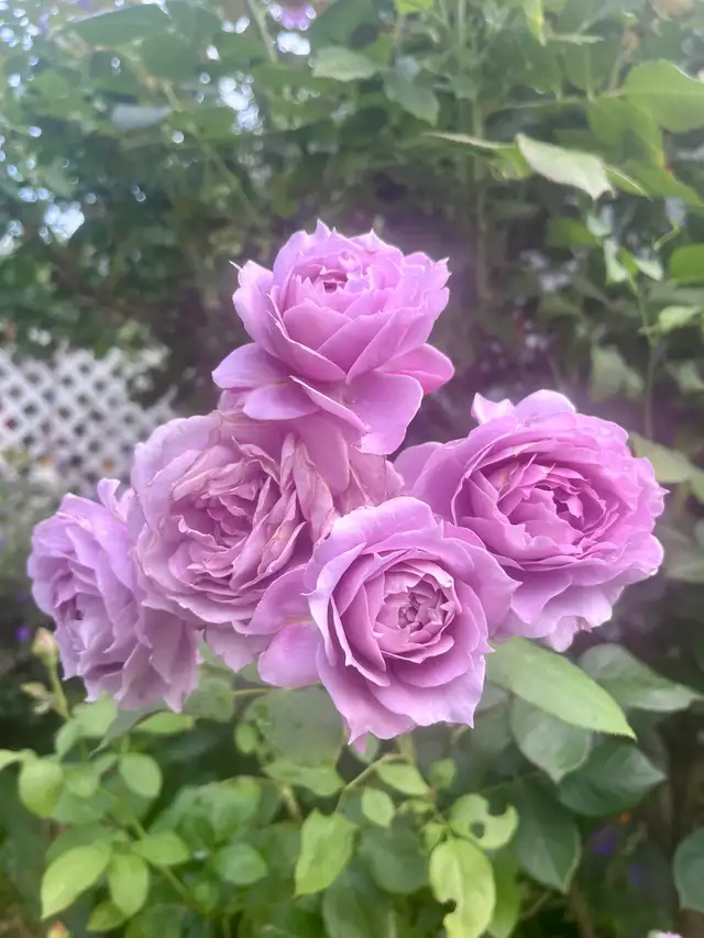 Poseidon Rose Plant in Plants, Fertilizer & Soil in Mississauga / Peel Region - Image 4