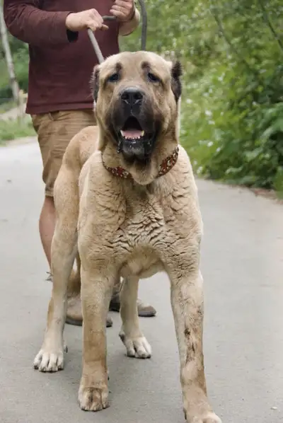 Kangal Puppies, View more