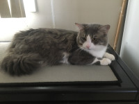Half / Maine coon male ( reduced )
