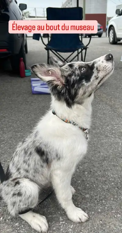 Chiot Border Collie 4 mois, View more