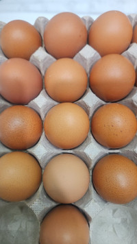 organic free range Eggs