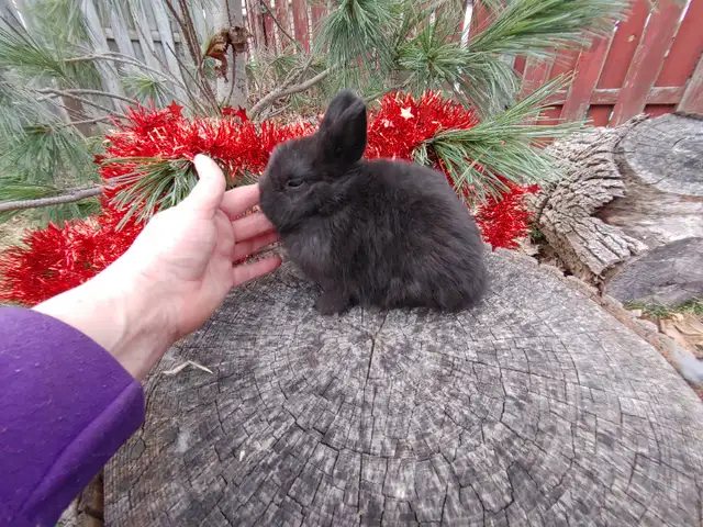 EXTRAORDINARY NETHERLAND DWARF, HOLLAND LOP, MINI REX, LIONHEAD in Small Animals for Rehoming in Cornwall - Image 10