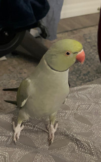 Ringneck parrot for sale 