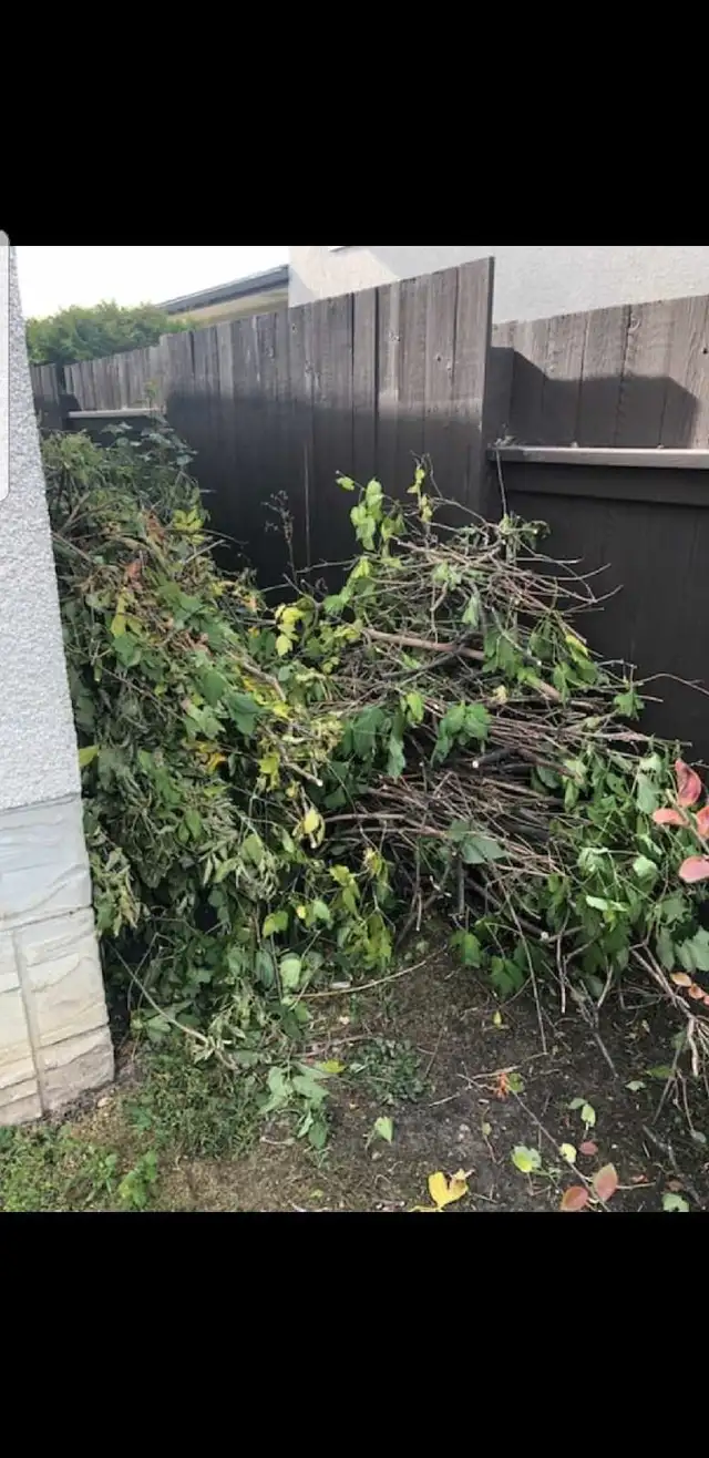 Tree cutting bin Rental call Bob 780 884 7800 62865710290817121