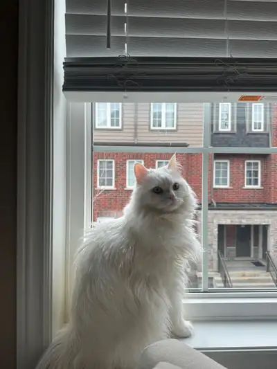 Friendly Neutered Male Cat – Looking for Loving Home, View more