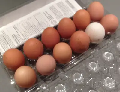 Gros Oeufs frais de poules heureuses!!!, View more