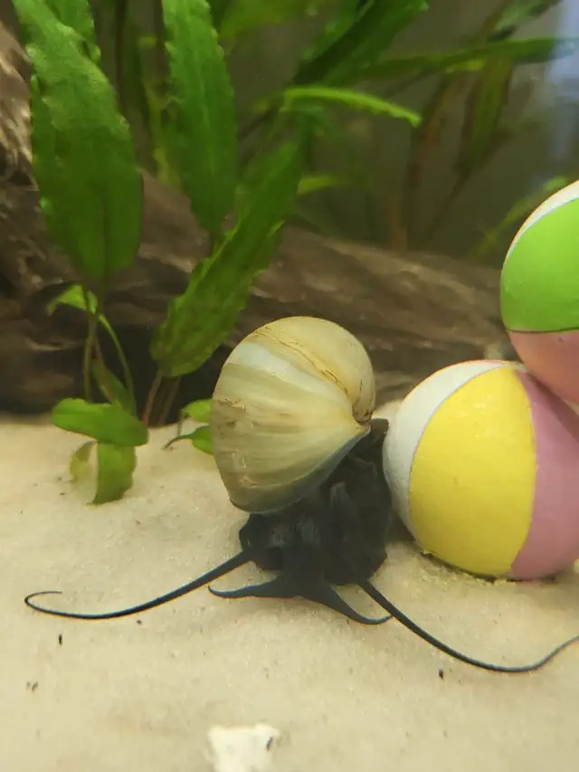 Mystery Snail Juveniles in Fish for Rehoming in Mississauga / Peel Region - Image 4