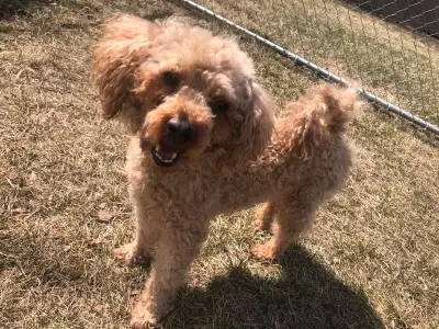 Mini Poodle for Rehoming, View more