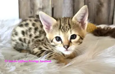 * English follow - Magnifiques chatons Savannah F2 de F1 Lexington x SBT Westscott, 2 femelles et 2...