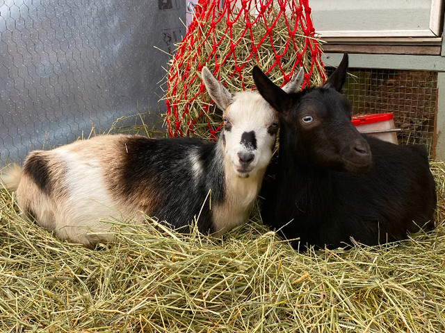 Goat sisters in milk in Livestock in Port Alberni - Image 2