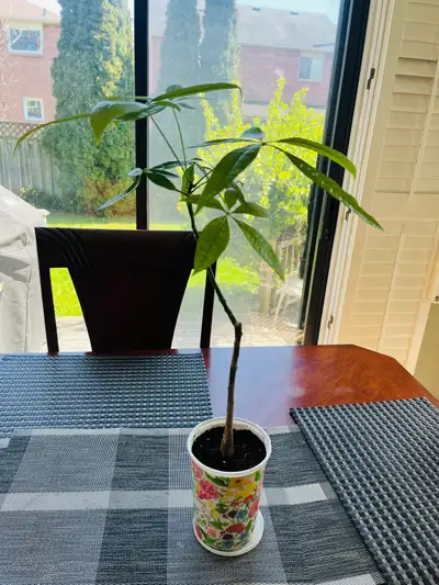 Money Tree Plant approx. 2ft Tall, View more
