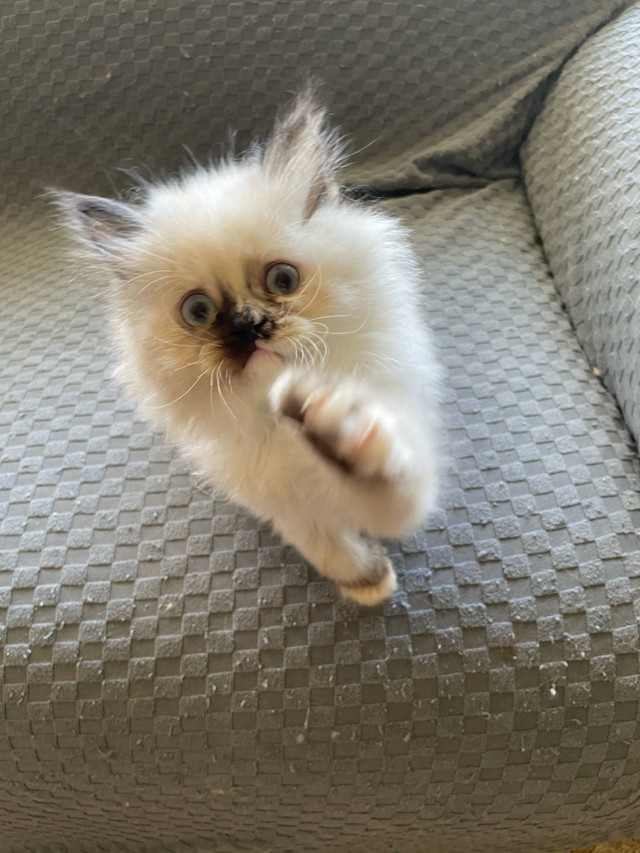 Himalayan kittens in Cats & Kittens for Rehoming in Barrie - Image 2