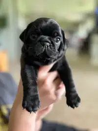 PUGS- 2 blacks males available June 6th