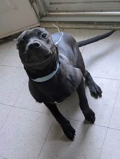 Labrador Retriever Mix Puppy, View more