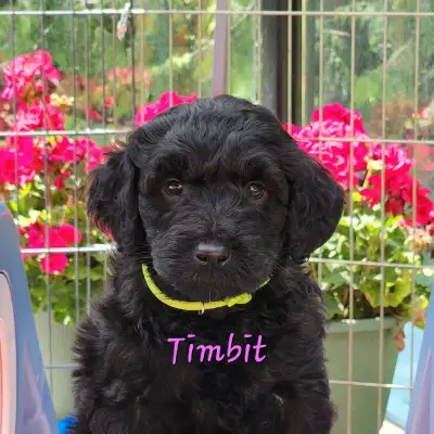 We have the sweetest 35-45lbs Labradoodle puppies ready for their new homes August 3rd! Exciting new...