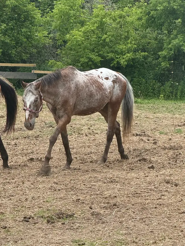 Appaloosa gelding in Horses & Ponies for Rehoming in Kawartha Lakes - Image 3