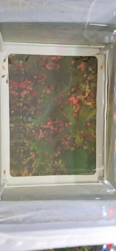 newborn bristlenose plecos, View more