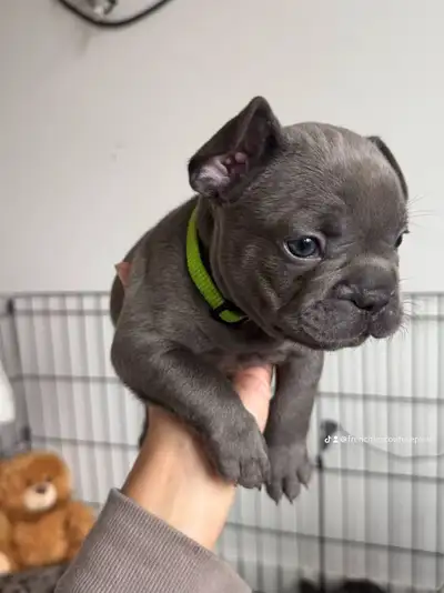 French Bulldog Puppies | Ready Soon | Pre-Booking Open, View more