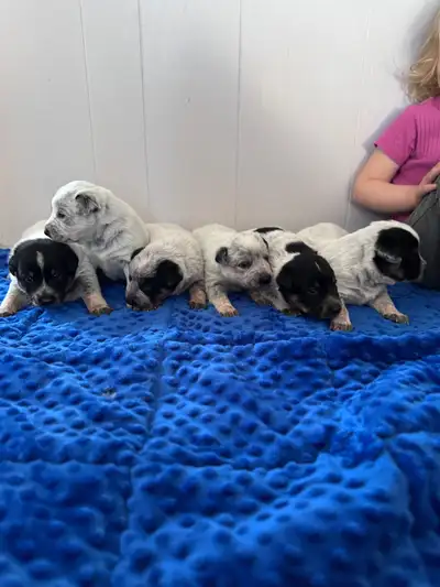Blue Heeler Puppies, View more