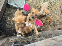 Mastiff St.Bernard Lab X Puppies For sale