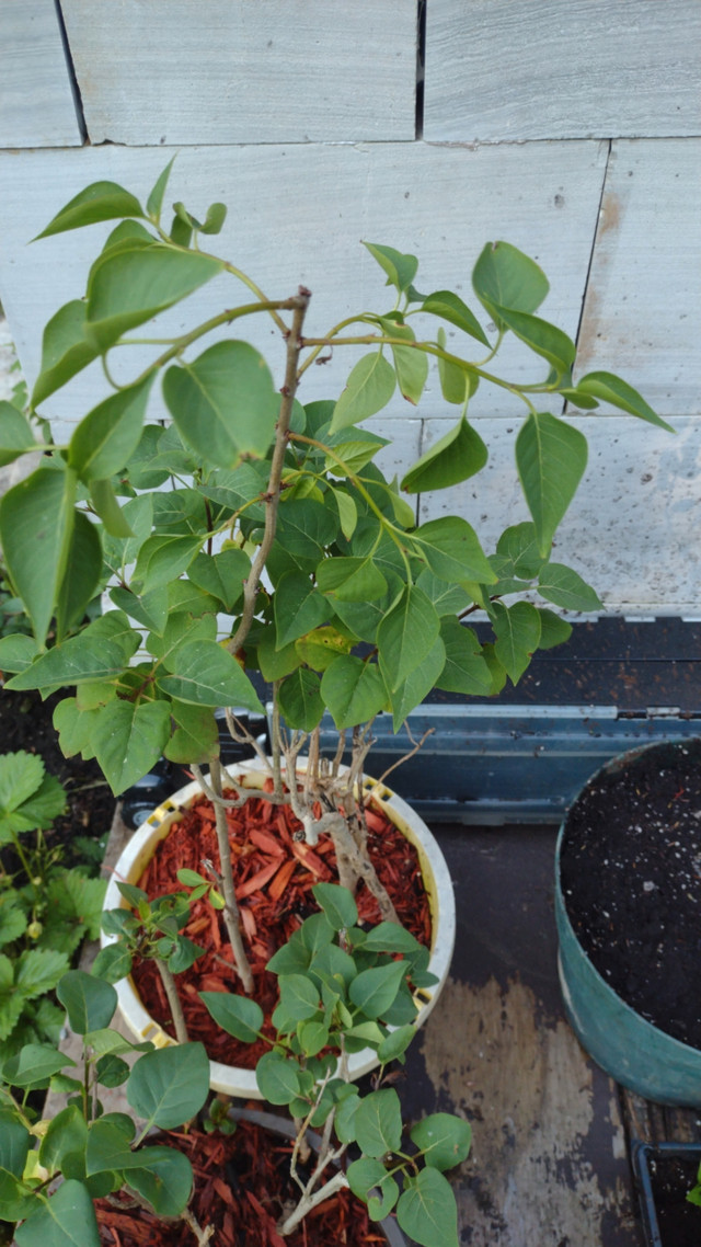 Plant sale  in Plants, Fertilizer & Soil in Owen Sound - Image 4