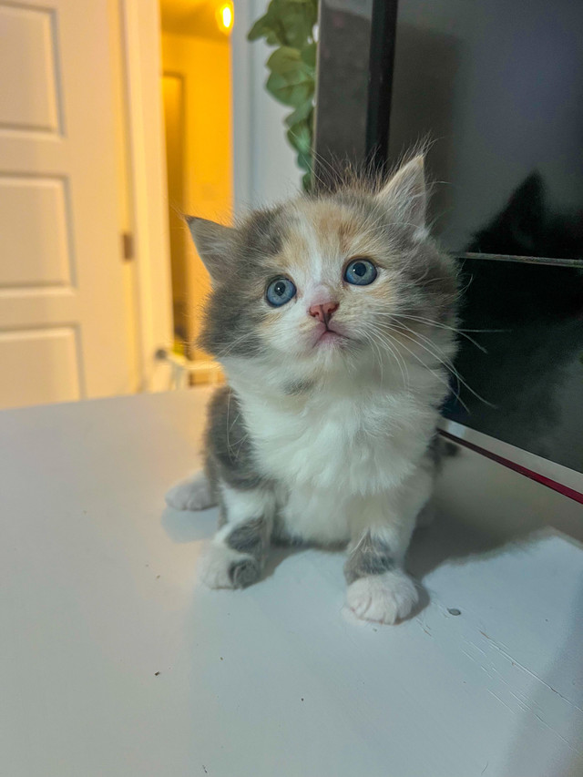 chatons persan X calico dans Chats et chatons à adopter  à Lanaudière - Image 2