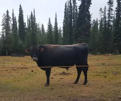 Jersey Bull for breeding, View more