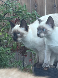Siamese Kittens for sale.