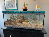 Corn snake and enclosure/tank/terrarium and accessories