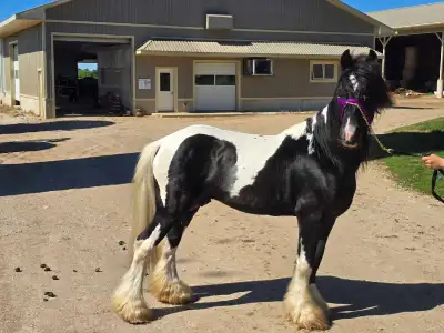gypsy vanner, View more