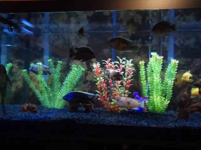 Cleaning aquariums (maintenance) Entretien des aquariums in Other in Laval / North Shore - Image 2