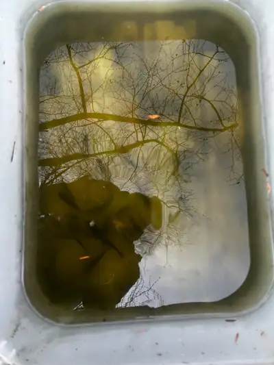 Koi fish for sale, View more