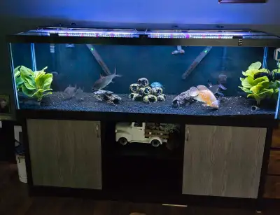 125 gallon fish tank, View more