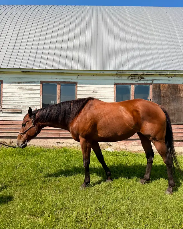 Thoroughbred mare for sale! in Horses & Ponies for Rehoming in Edmonton - Image 5