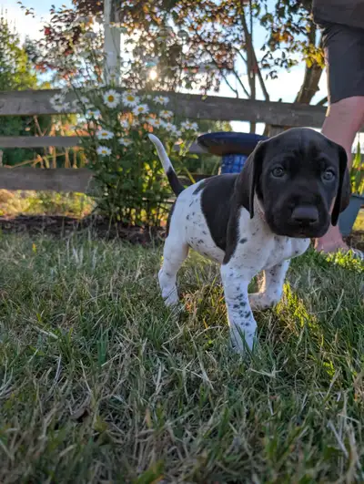 German Shorthaired Pointer Puppies, View more