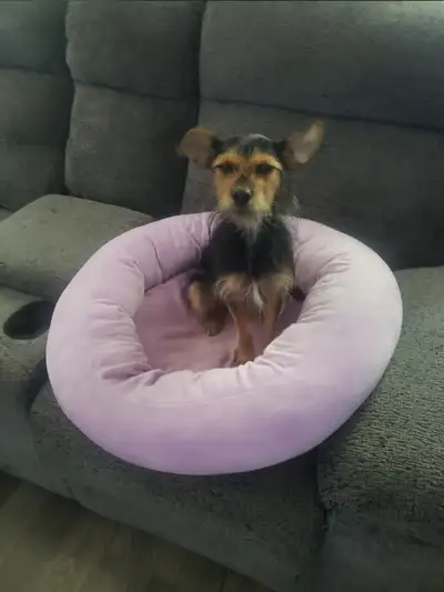 Chien a vendre, View more
