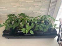 Pepper Plants (several varieties) - Fundraiser