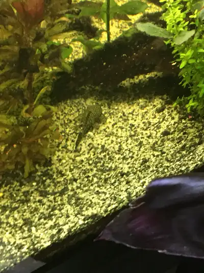 Bristlenose plecos, View more