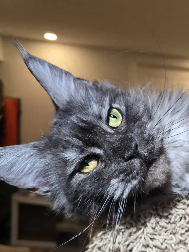 Blue & Black Smoke MAINE COON in Cats & Kittens for Rehoming in Oakville / Halton Region - Image 3