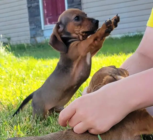 Purebread Miniature Dachshund Puppies Ready for Forever Homes! in Dogs & Puppies for Rehoming in Winnipeg - Image 2