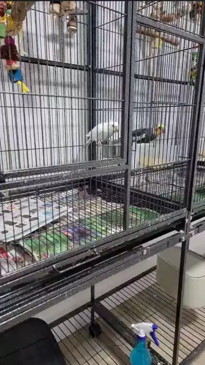 Bird boarding, View more