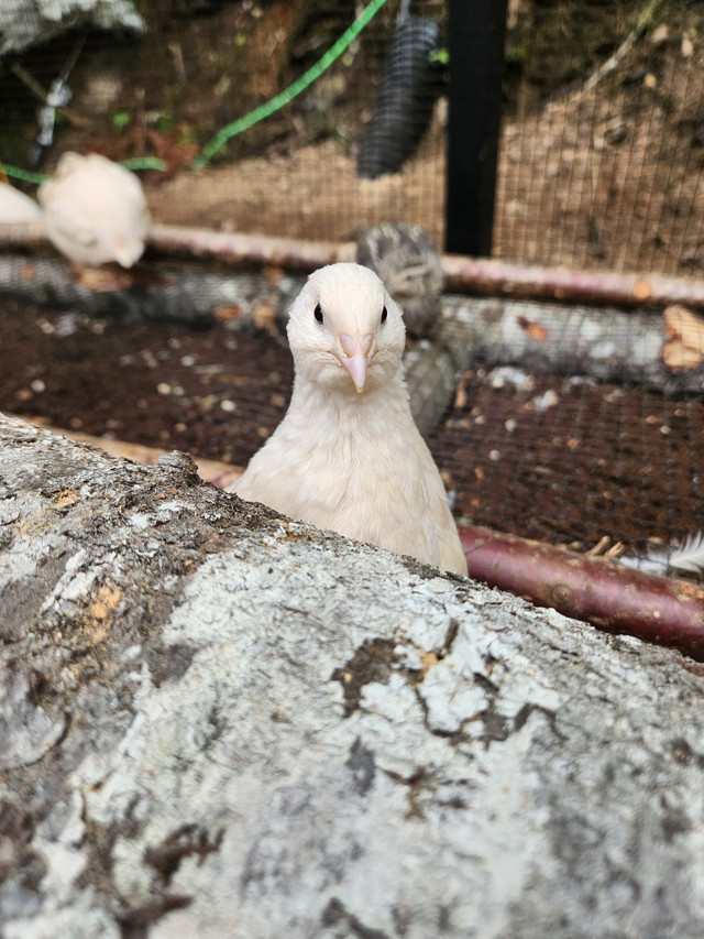 Quail Hatching eggs in Livestock in Bedford - Image 4