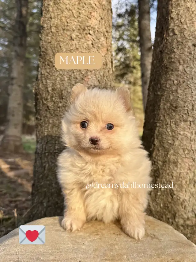 Female Pomeranians in Dogs & Puppies for Rehoming in Edmonton - Image 7