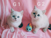 British shorthair white/point female kittens blue eyed