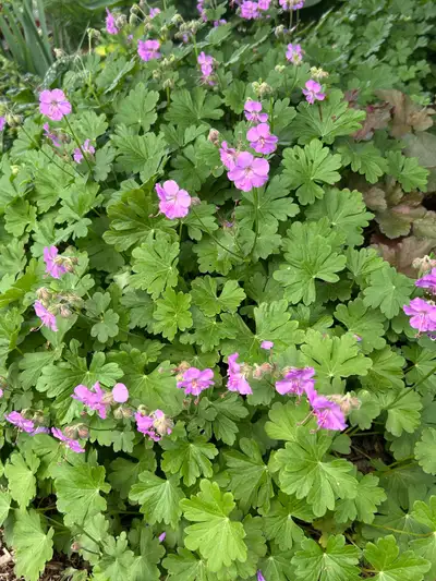 Perennial geraniums , View more