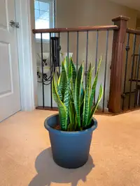 Selling beautiful Sanseveria plant - Air purifying plant