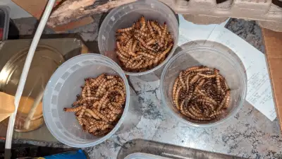 I have Super Worms food for Bird, Fish, Reptiles Feeding Fruit, Vegetable, Oats $6 for 50 pcs $10 fo...