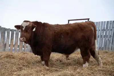 2 year old simmental bulls for sale located an hour north of Lloydminster message for more informati...