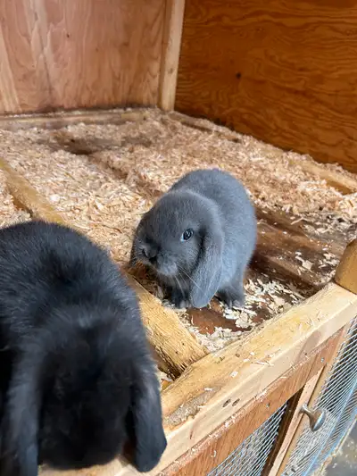 Baby Holland Lops Bunny’s 8 weeks old 1 Blue 1 Black Both are males $50 each or $80 for both Located...