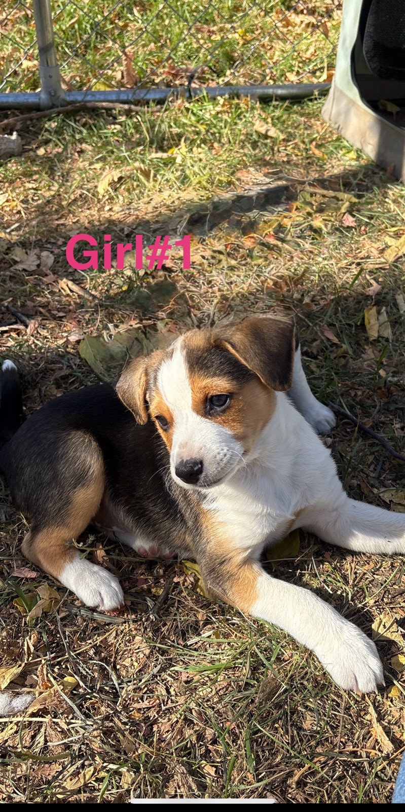 Baussies Mini Aussie x Beagle | Dogs & Puppies for Rehoming | Medicine ...